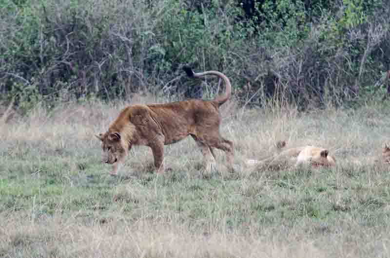 07 - Leones - parque nacional Queen Elizabeth - Uganda
